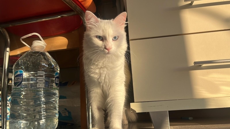 Ankara Kedisi, Kedi  İNCİ fotoğrafı