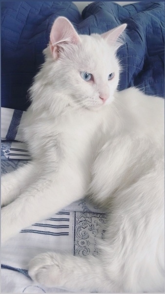 Ankara Kedisi, Kedi  İNCİ fotoğrafı