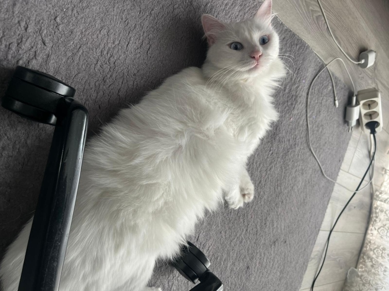 Ankara Kedisi, Kedi  İNCİ fotoğrafı