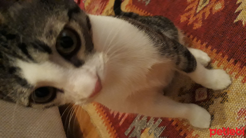 Tekir Kedi, Kedi  Bal fotoğrafı