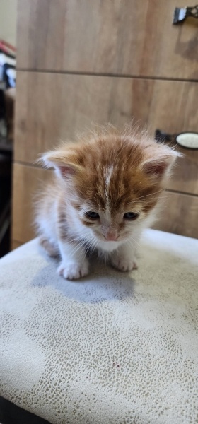 Tekir Kedi, Kedi  Miniş fotoğrafı