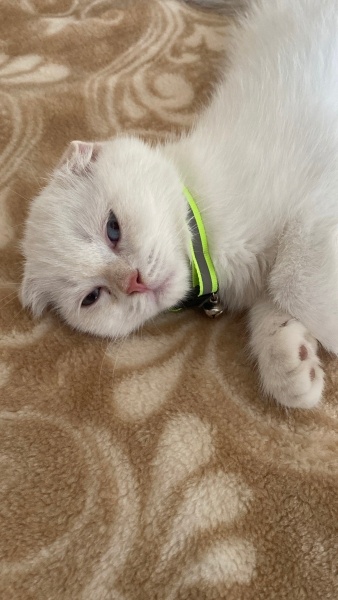 Scottish Fold, Kedi  Çakır fotoğrafı