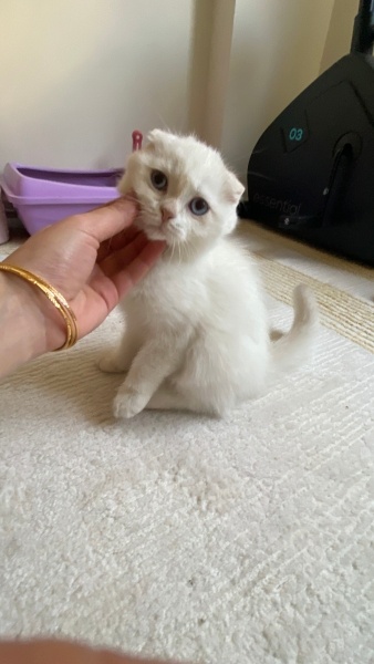 Scottish Fold, Kedi  Çakır fotoğrafı