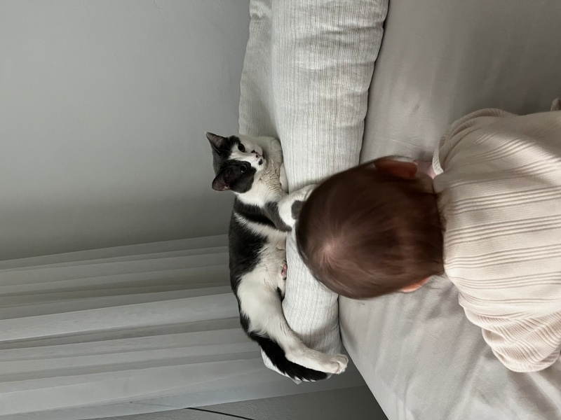 Tekir Kedi, Kedi  Derin fotoğrafı