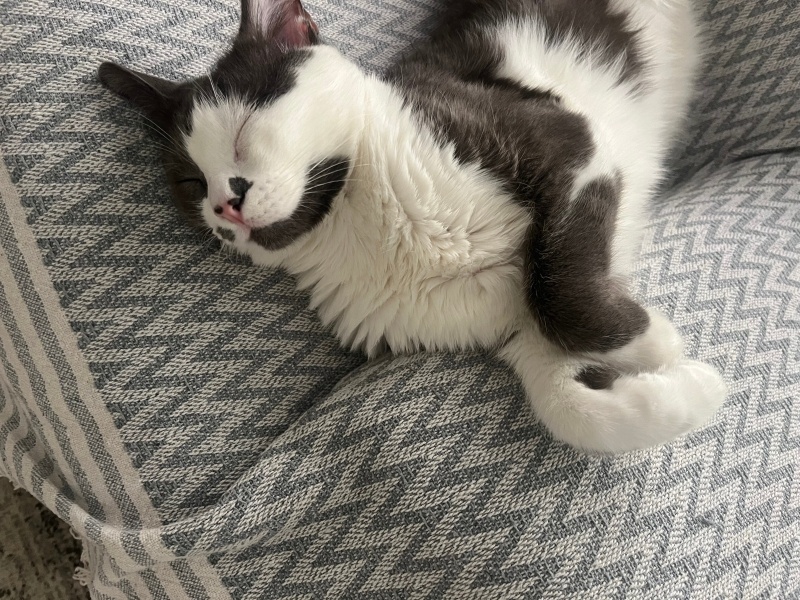 Tekir Kedi, Kedi  Derin fotoğrafı