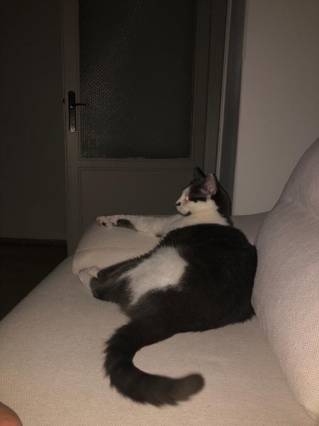 Tekir Kedi, Kedi  Derin fotoğrafı