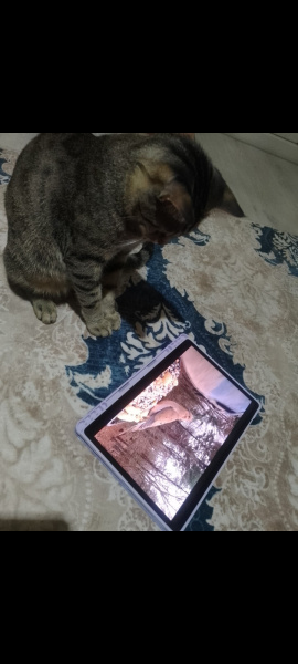 Tekir Kedi, Kedi  Pablo fotoğrafı