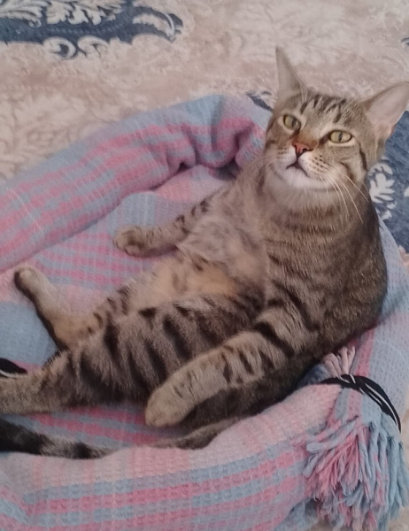 Tekir Kedi, Kedi  Pablo fotoğrafı