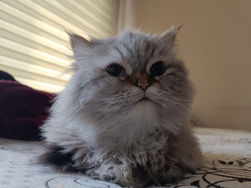 Himalayan, Kedi  Koala fotoğrafı