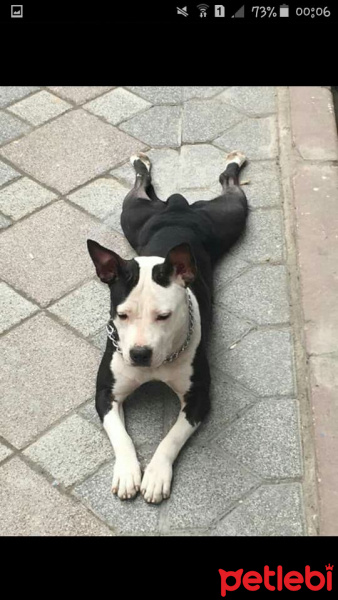 Amerikan Pitbull Terrier, Köpek  Çakır fotoğrafı