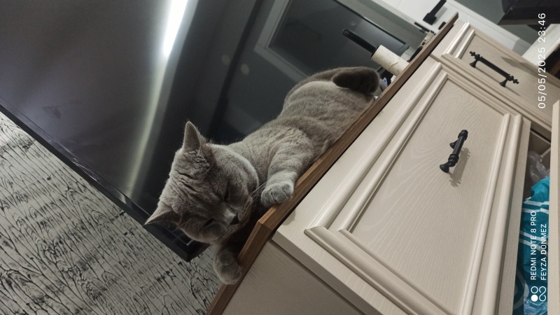 British Shorthair, Kedi  Kuymak fotoğrafı