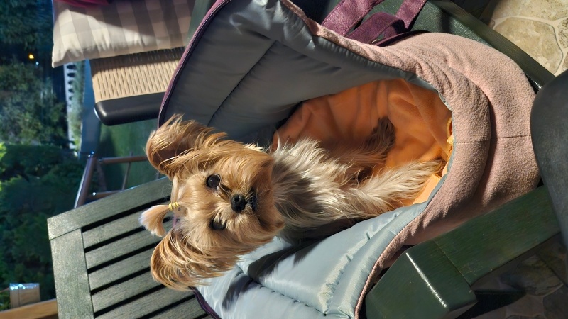 Yorkshire Terrier, Köpek  Arya fotoğrafı