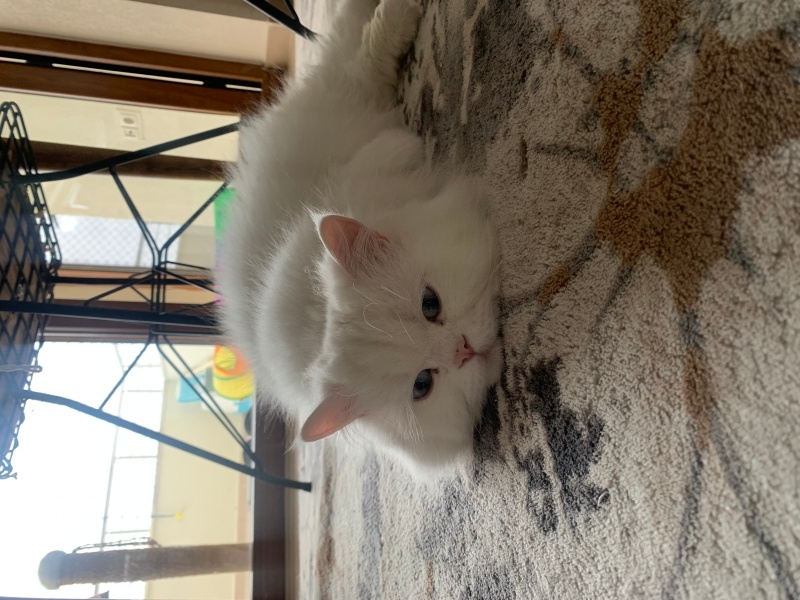 İran Kedisi (Persian), Kedi  Ses fotoğrafı