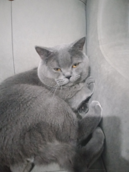 American Shorthair, Kedi  Lodos fotoğrafı