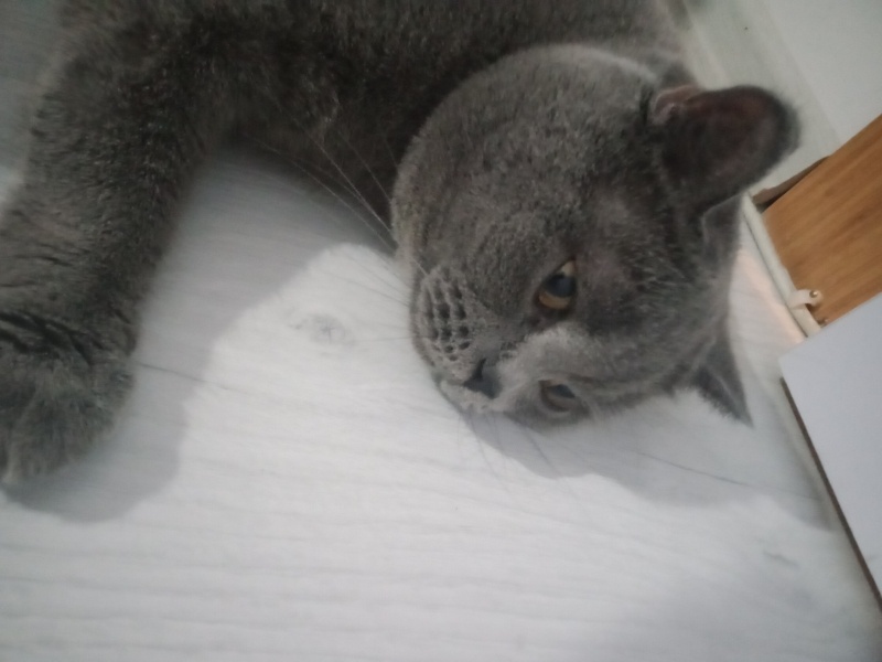 American Shorthair, Kedi  Lodos fotoğrafı