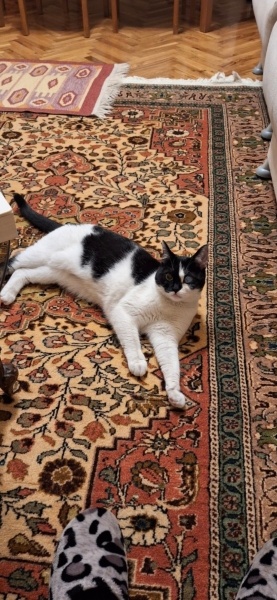 Tekir Kedi, Kedi  Zeytin fotoğrafı