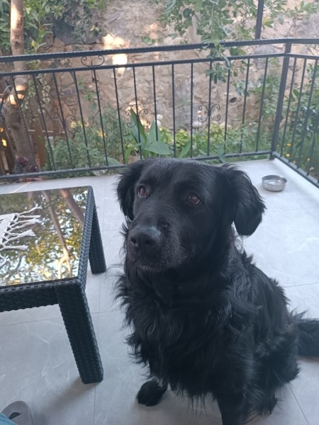 Labrador Retriever, Köpek  paşa fotoğrafı