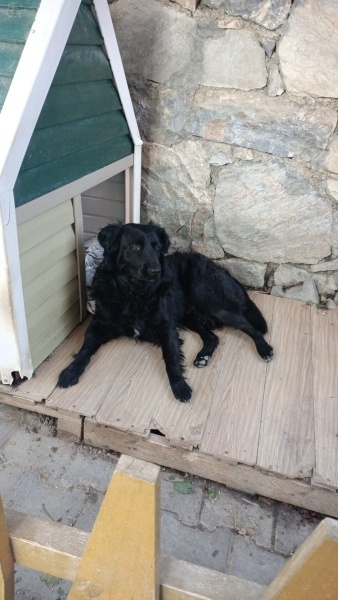 Labrador Retriever, Köpek  paşa fotoğrafı