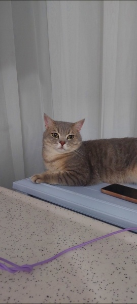 British Shorthair, Kedi  Lokum fotoğrafı