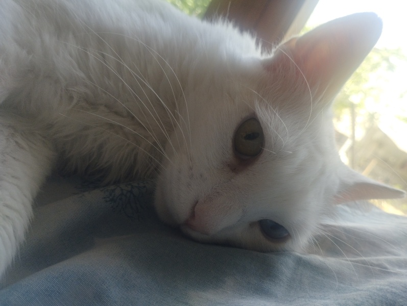 Van Kedisi, Kedi  şans fotoğrafı