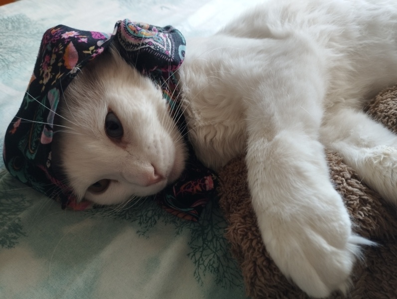 Van Kedisi, Kedi  şans fotoğrafı