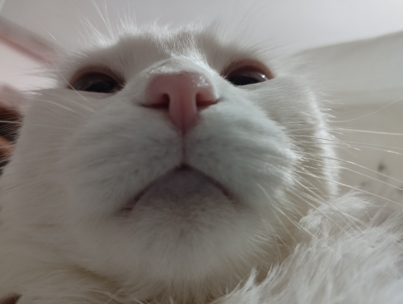 Van Kedisi, Kedi  şans fotoğrafı