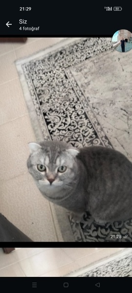 Scottish Fold, Kedi  Leo fotoğrafı