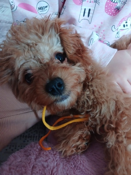 Poodle (Minyatür Kaniş), Köpek  Latte fotoğrafı