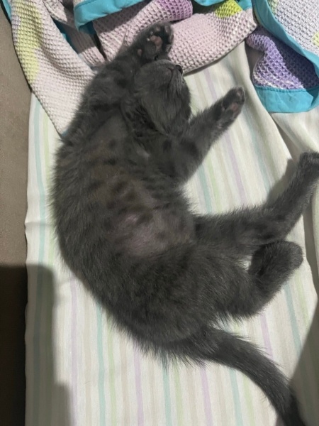 Tekir Kedi, Kedi  Rafa fotoğrafı