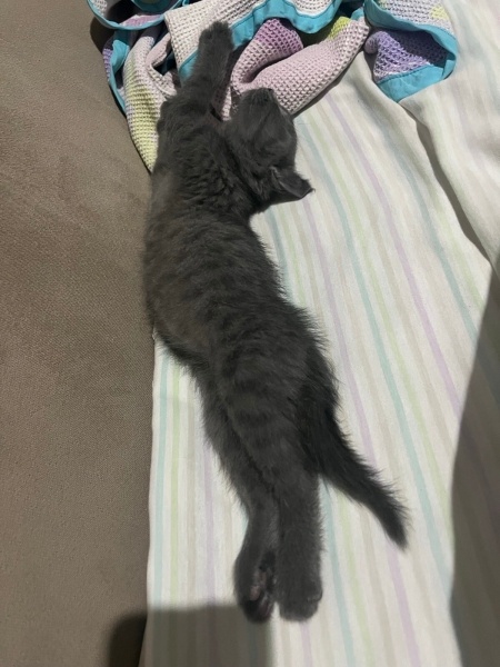 Tekir Kedi, Kedi  Rafa fotoğrafı