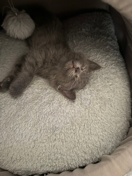Tekir Kedi, Kedi  Rafa fotoğrafı