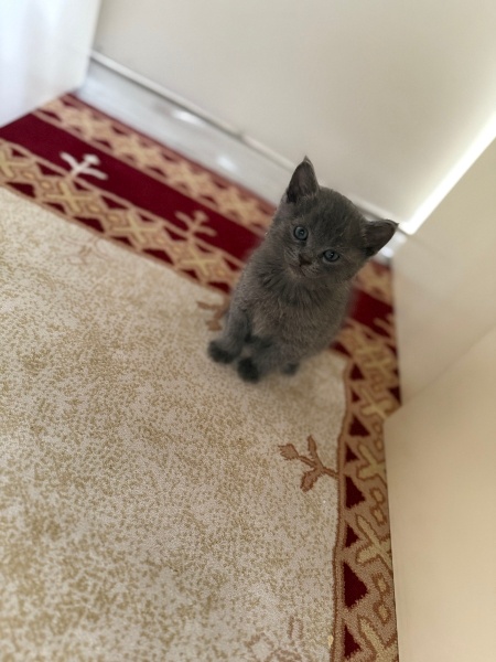 Tekir Kedi, Kedi  Rafa fotoğrafı