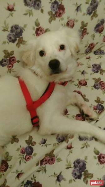 Bedlington Terrier, Köpek  zeze fotoğrafı