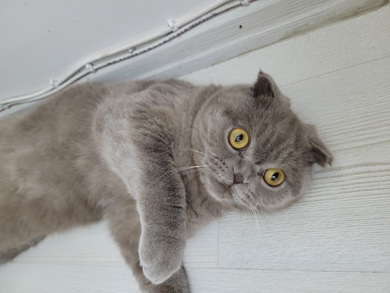Scottish Fold, Kedi  Mars fotoğrafı