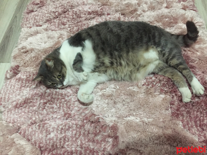 Tekir Kedi, Kedi  Duman fotoğrafı