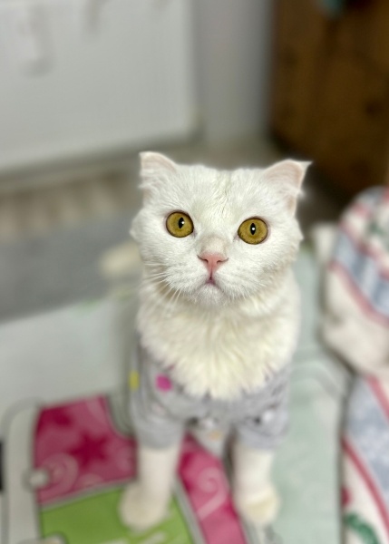 Scottish Fold, Kedi  Bella fotoğrafı