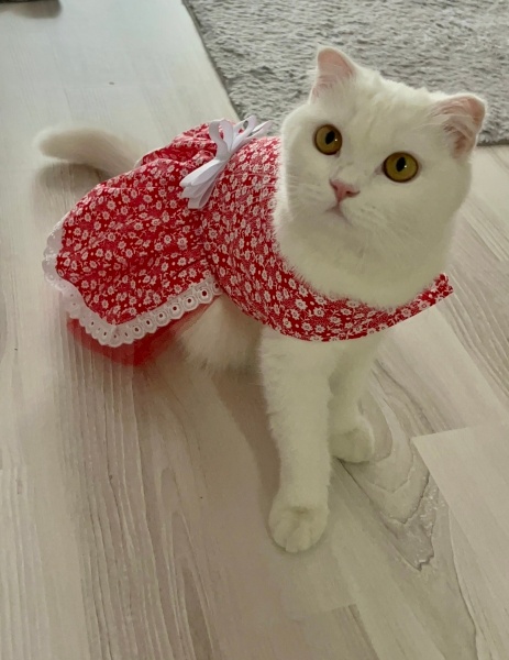 Scottish Fold, Kedi  Bella fotoğrafı