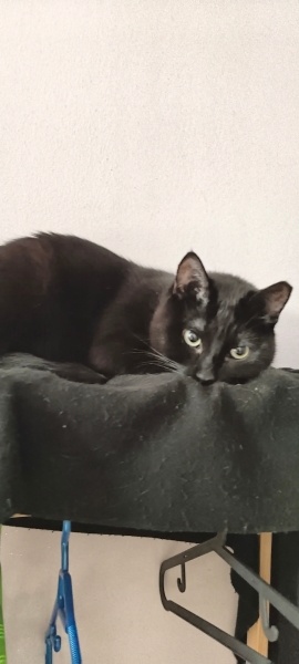 Bombay, Kedi  Hades fotoğrafı
