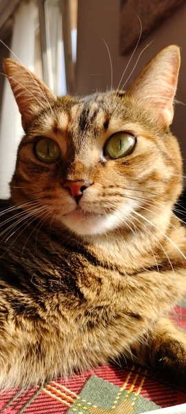 Tekir Kedi, Kedi  Şila fotoğrafı