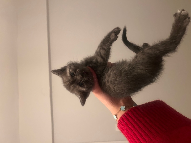 British Shorthair, Kedi  British shorthair fotoğrafı
