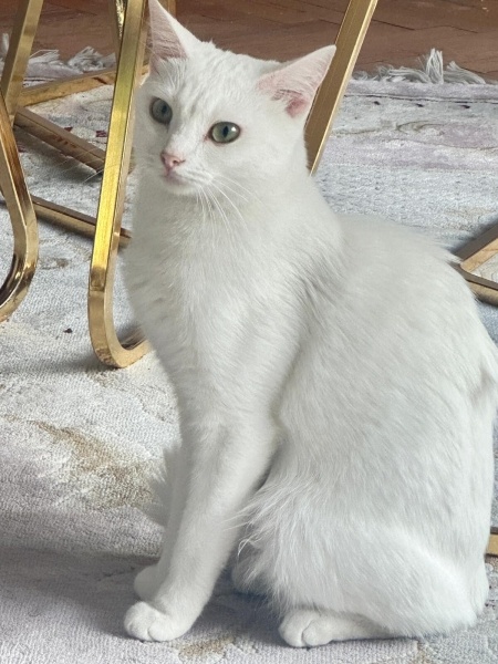 Ankara Kedisi, Kedi  Mari fotoğrafı
