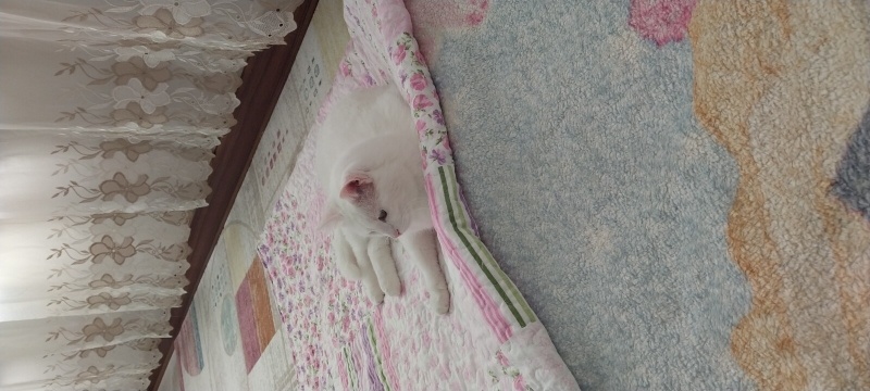 Ankara Kedisi, Kedi  Pamuk fotoğrafı