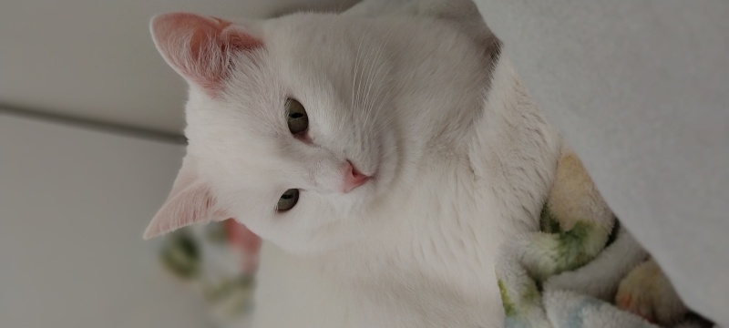 Ankara Kedisi, Kedi  Pamuk fotoğrafı