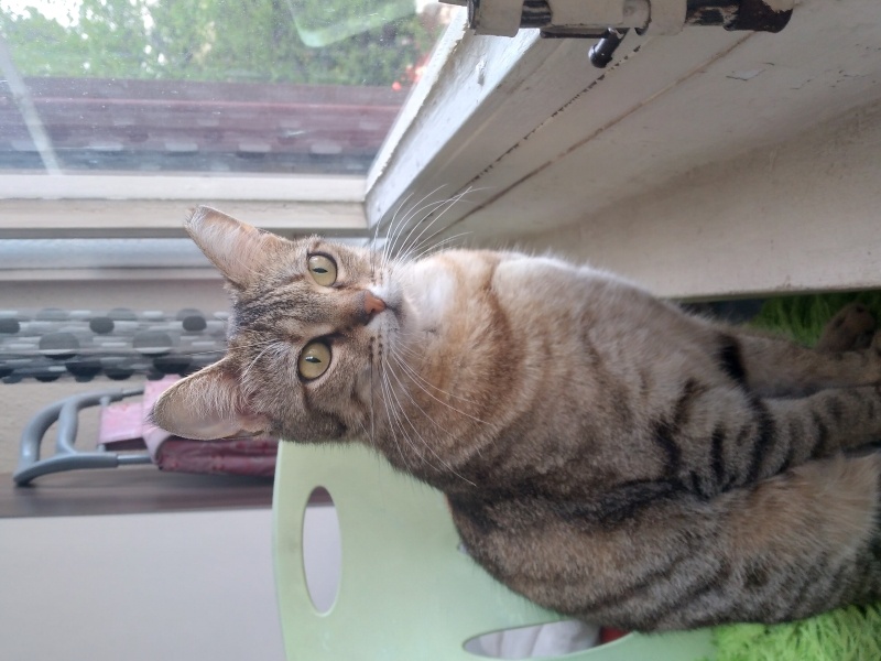 Tekir Kedi, Kedi  Duman fotoğrafı