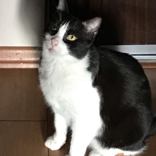 Tekir Kedi, Kedi  ZEYTİN fotoğrafı