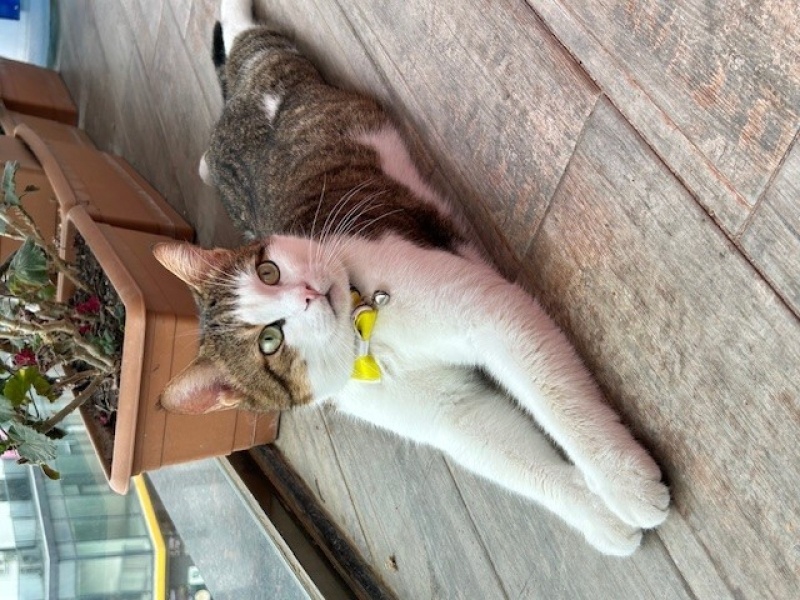 Tekir Kedi, Kedi  TACİ fotoğrafı