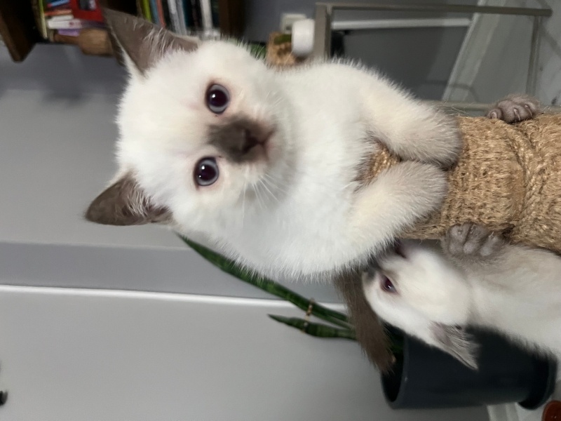 British Shorthair, Kedi  Tarçın fotoğrafı