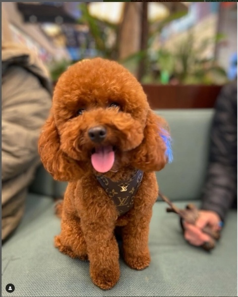 Poodle (Minyatür Kaniş), Köpek  COOKİE fotoğrafı