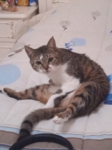 Tekir Kedi, Kedi  Piraye fotoğrafı