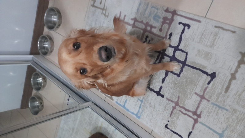 Golden Retriever, Köpek  Lucky fotoğrafı